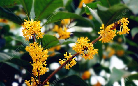 桂花圖片|桂花